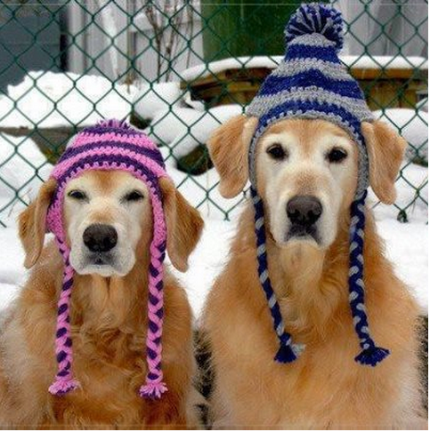Luxury Winter Dog Hat